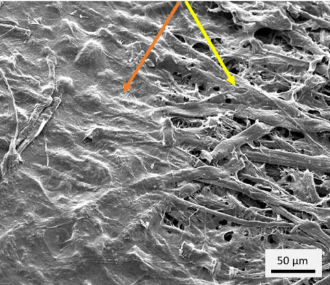 Nach der Trocknung bildet die Nanocellulose eine filmartige Schicht auf der Oberfläche. Links ist der behandelte, rechts der unbehandelte Bereich. © BOKU Wien, Klassik Stiftung Weimar