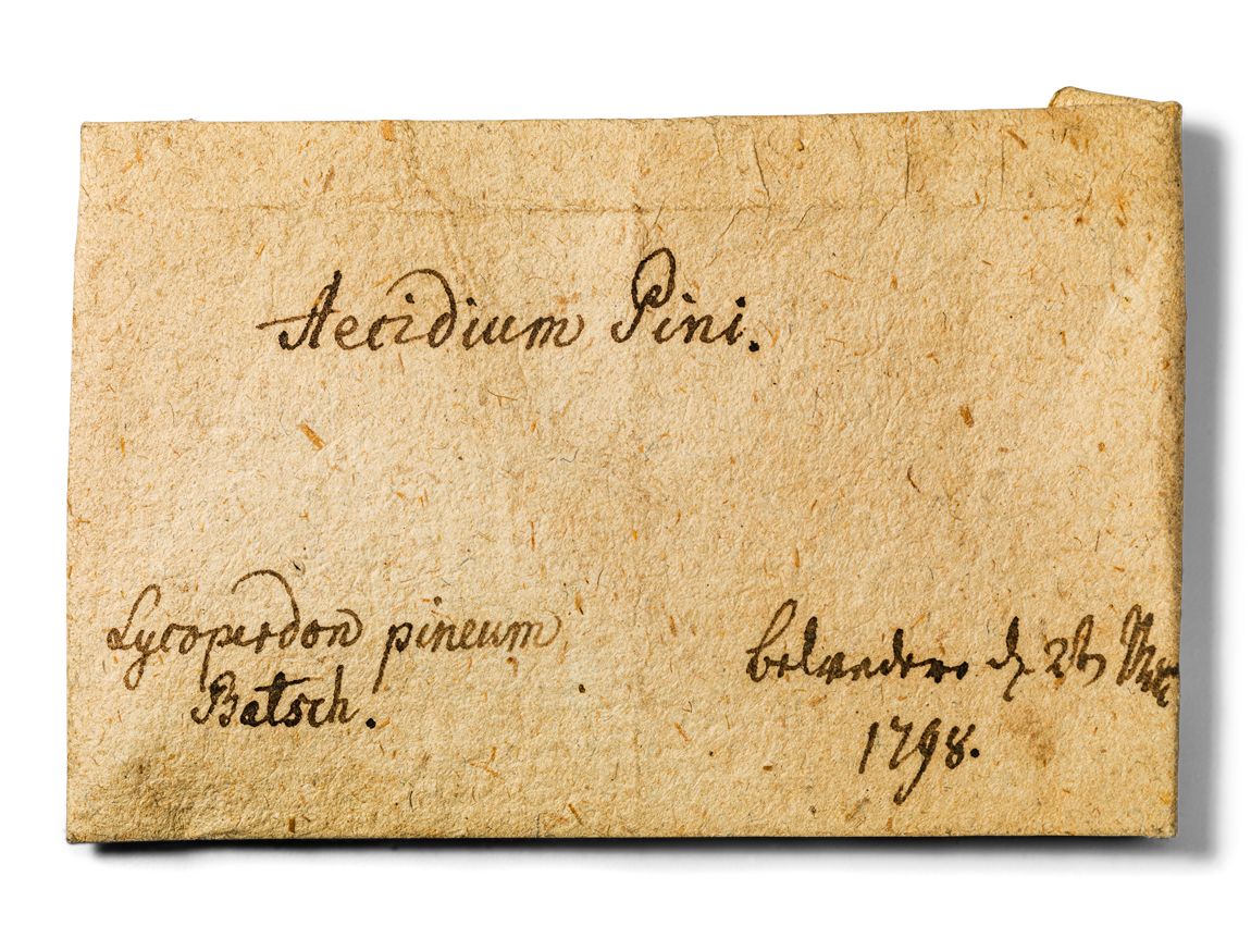 Pilze in einem Tütchen 1798, Breite des Papiertütchens: 6 cm